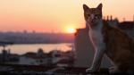 wiatowy Dzie Kota: Kedi - pokaz specjalny (MOS)